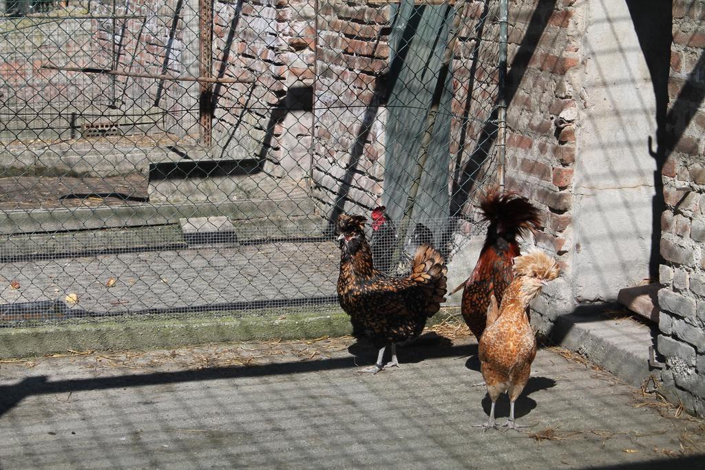 Agriturismo Le Clementine Badia Polesine المظهر الخارجي الصورة